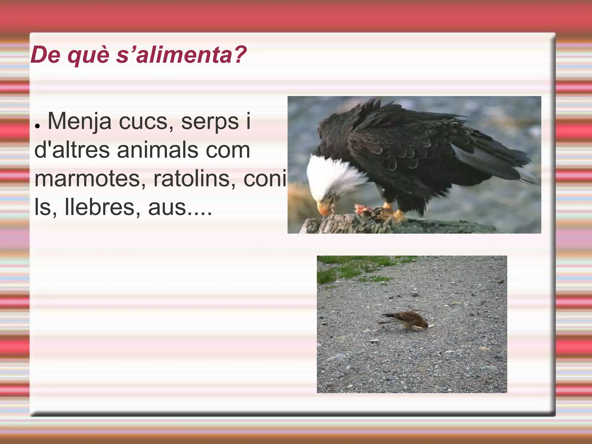 On viu? A les muntanyes.