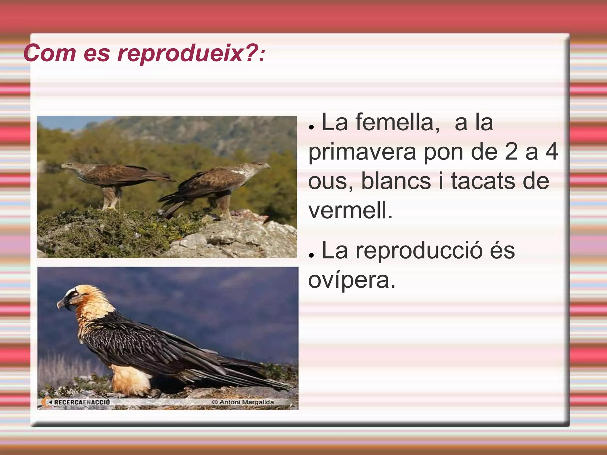 AlsPirineus, gran part d'Amèrica del Nord, Àfrica...De què s’alimenta?Menjacucs, serpsid'altres animals com marmotes, ratolins, conills, llebres, aus....Com es reprodueix?: La femella,  a la primavera pon de 2 a 4 ous, blancsitacats de vermell.