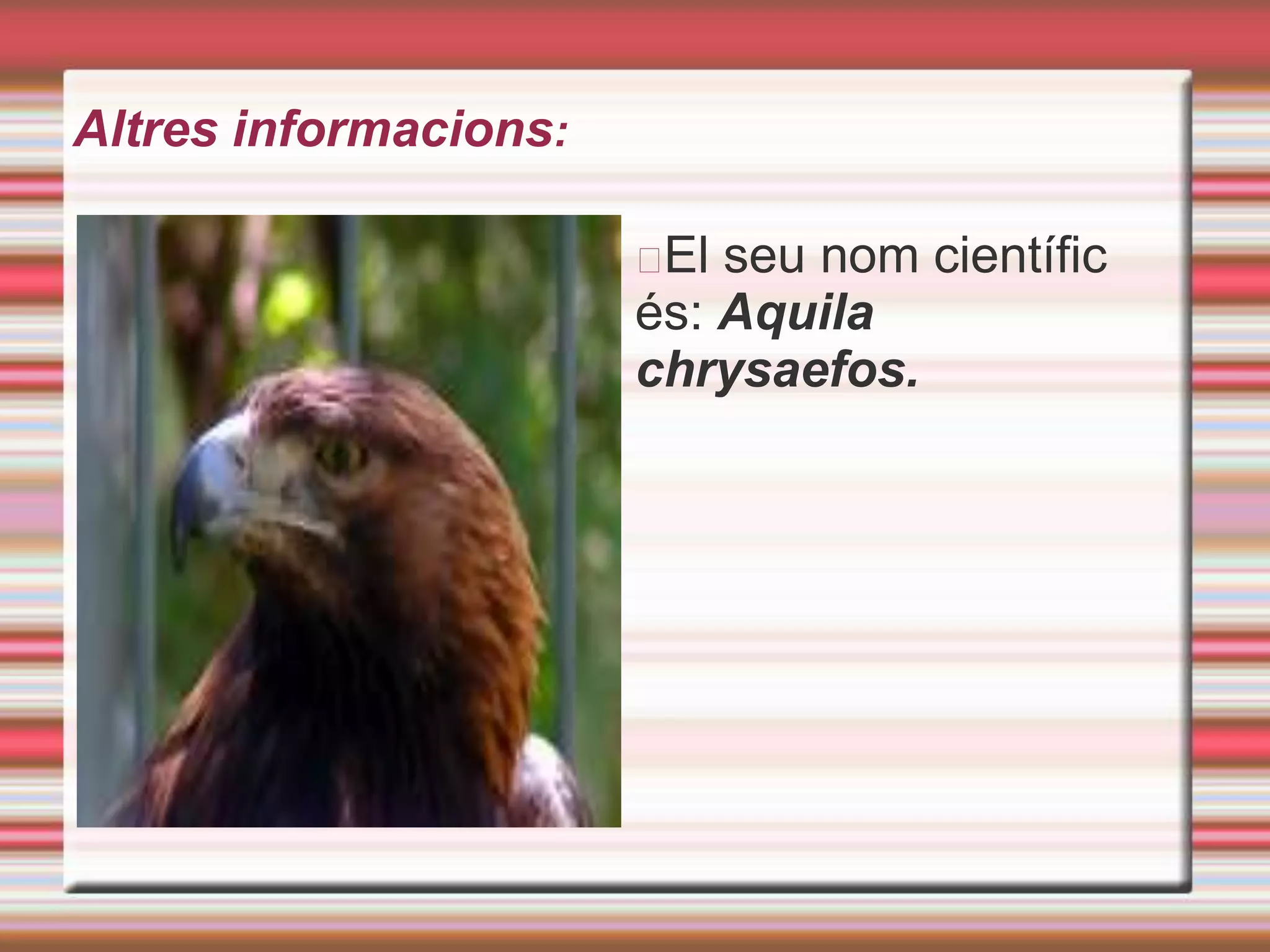 Aguila
