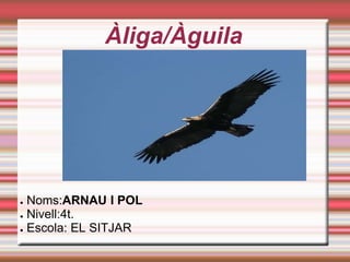 Àliga/Àguila ,[object Object]