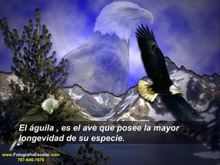El águila , es el ave que posee la mayor longevidad de su especie. www. FotografiaEscolar .com 787-646-7676 
