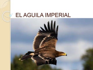 EL AGUILA IMPERIAL
 
