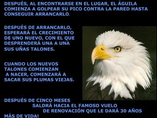 DESPUÉS, AL ENCONTRARSE EN EL LUGAR, EL ÁGUILA
COMIENZA A GOLPEAR SU PICO CONTRA LA PARED HASTA
CONSEGUIR ARRANCARLO.
CUANDO LOS NUEVOS
TALONES COMIENZAN
A NACER, COMENZARÁ A
SACAR SUS PLUMAS VIEJAS.
DESPUÉS DE CINCO MESES
SALDRÁ HACIA EL FAMOSO VUELO
DE RENOVACIÓN QUE LE DARÁ 30 AÑOS
MÁS DE VIDA!
DESPUÉS DE ARRANCARLO,
ESPERARÁ EL CRECIMIENTO
DE UNO NUEVO, CON EL QUE
DESPRENDERÁ UNA A UNA
SUS UÑAS TALONES.
 