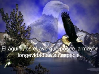 El águila, es el ave que posee la mayor longevidad de su especie. 