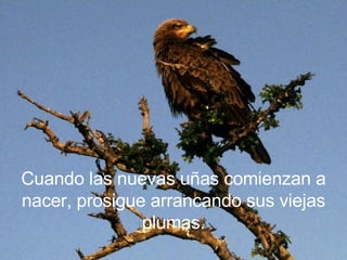 Cuando las nuevas uñas comienzan a nacer, prosigue arrancando sus viejas plumas. 