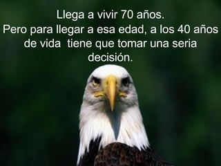 Llega a vivir 70 años. Pero para llegar a esa edad, a los 40 años de vida  tiene que tomar una seria decisión. 