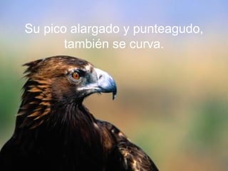 Su pico alargado y punteagudo, también se curva. 