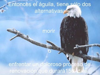 Entonces el águila, tiene sólo dos alternativas: morir   o enfrentar un doloroso proceso de renovación que durará150  días. 