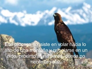 Ese proceso consiste en volar hacia lo  alto de una montaña y refugiarse en un nido, próximo a una pared, donde no necesite volar . 
