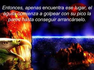 Entonces, apenas  encuentra  ese lugar, el águila comienza a golpear con su pico la pared hasta conseguir arrancárselo. 