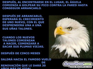 DESPUÉS, AL ENCONTRARSE EN EL LUGAR, EL ÁGUILA COMIENZA A GOLPEAR SU PICO CONTRA LA PARED HASTA CONSEGUIR ARRANCARLO . CUANDO LOS NUEVOS  TALONES COMIENZAN  A NACER, COMENZARÁ A  SACAR SUS PLUMAS VIEJAS. DESPUÉS DE CINCO MESES  SALDRÁ HACIA EL FAMOSO VUELO  DE RENOVACIÓN QUE LE DARÁ 30 AÑOS MÁS DE VIDA!   DESPUÉS DE ARRANCARLO, ESPERARÁ EL CRECIMIENTO  DE UNO NUEVO, CON EL QUE DESPRENDERÁ UNA A UNA  SUS UÑAS TALONES.   