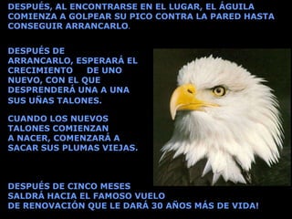 DESPUÉS, AL ENCONTRARSE EN EL LUGAR, EL ÁGUILA
COMIENZA A GOLPEAR SU PICO CONTRA LA PARED HASTA
CONSEGUIR ARRANCARLO.


DESPUÉS DE
ARRANCARLO, ESPERARÁ EL
CRECIMIENTO    DE UNO
NUEVO, CON EL QUE
DESPRENDERÁ UNA A UNA
SUS UÑAS TALONES.

CUANDO LOS NUEVOS
TALONES COMIENZAN
A NACER, COMENZARÁ A
SACAR SUS PLUMAS VIEJAS.



DESPUÉS DE CINCO MESES
SALDRÁ HACIA EL FAMOSO VUELO
DE RENOVACIÓN QUE LE DARÁ 30 AÑOS MÁS DE VIDA!
 