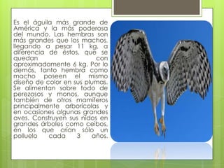 Aguila arpia presentacion