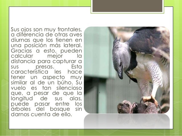 Ave Nacional De Panama Y Su Significado