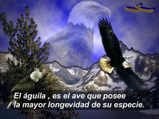 El águila , es el ave que posee  la mayor longevidad de su especie. www. laboutiquedelpowerpoint. com 