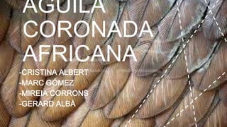 ÀGUILA
CORONADA
AFRICANA
-CRISTINA ALBERT
-MARC GÓMEZ
-MIREIA CORRONS
-GERARD ALBÀ
 