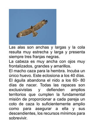 Las alas son anchas y largas y la cola
resulta muy estrecha y larga y presenta
siempre tres franjas negras.
La cabeza es m...