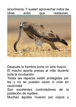 sincrónicos. Y suelen aprovechar nidos de
otras aves que restauran.
Después la hembra pone un solo huevo.
El macho aporta ...