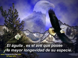 El águila , es el ave que posee 
la mayor longevidad de su especie. 
www.FotografiaEscolar.com 
787-646-7676 
 