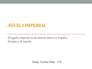 ÁGUILAIMPERIAL
El águila imperial es un animal único en España,
Europa y el mundo.
Sergio Fuentes Tébar 1º B
 