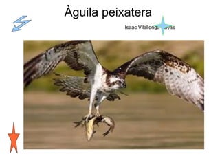 Àguila peixatera    Isaac Vilallonga Bayas  