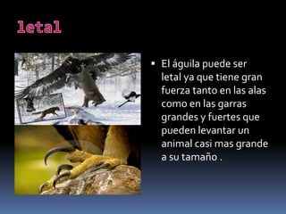 letalEl águila puede ser letal ya que tiene gran fuerza tanto en las alas como en las garras grandes y fuertes que pueden levantar un animal casi mas grande a su tamaño .