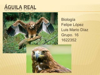 ÁGUILA REAL
Biología
Felipe López
Luis Mario Díaz
Grupo. 16
1622352
 