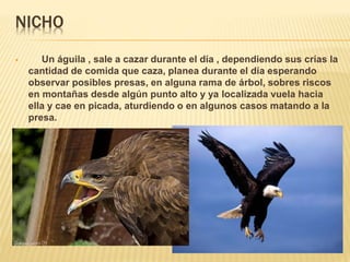 Águila Real