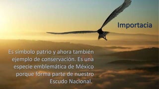 Importacia
Es símbolo patrio y ahora también
ejemplo de conservación. Es una
especie emblemática de México
porque forma parte de nuestro
Escudo Nacional.
 