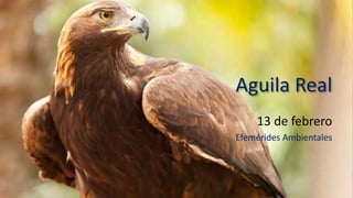 Aguila Real
13 de febrero
Efemérides Ambientales
 