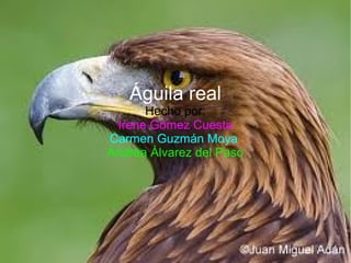 Águila real
      Hecho por:
 Irene Gómez Cuesta
Carmen Guzmán Moya
Andrea Álvarez del Paso
 