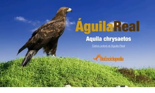 ÁguilaReal
Aquila chrysaetos
Datos sobre el Águila Real
 