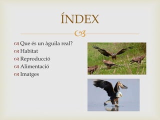
 Que és un àguila real?
 Habitat
 Reproducció
 Alimentació
 Imatges
ÍNDEX
 