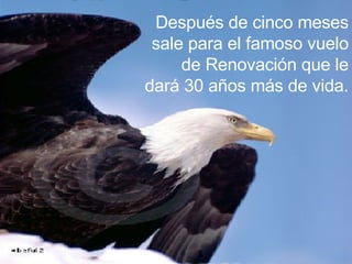 Después de cinco meses sale para el famoso vuelo de Renovación que le dará 30 años más de vida. 