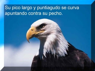 Su pico largo y puntiagudo se curva apuntando contra su pecho. 