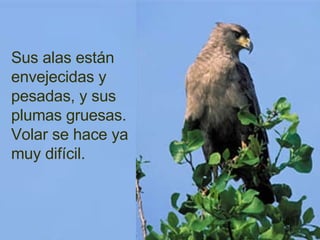 Sus alas están envejecidas y pesadas, y sus plumas gruesas.  Volar se hace ya muy difícil. 