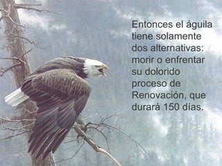 Entonces el águila tiene solamente dos alternativas: morir o enfrentar su dolorido proceso de Renovación, que durará 150 días. 