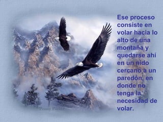 Ese proceso consiste en volar hacia lo alto de una montaña y quedarse ahí en un nido cercano a un paredón, en donde no tenga la necesidad de volar. 
