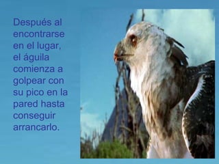Después al encontrarse en el lugar, el águila comienza a golpear con su pico en la pared hasta conseguir arrancarlo. 