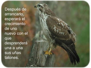 Después de arrancarlo, esperará el crecimiento de uno nuevo con el que desprenderá una a una sus uñas talones. 