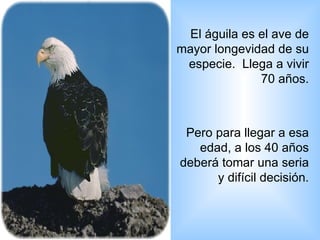 El águila es el ave de mayor longevidad de su especie.  Llega a vivir 70 años. Pero para llegar a esa edad, a los 40 años deberá tomar una seria y difícil decisión. 