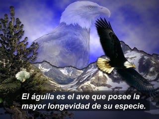 El águila es el ave que posee la
mayor longevidad de su especie.
 