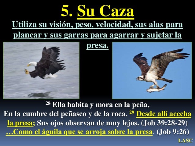 Como El Aguila Enseña A Volar A Sus Polluelos