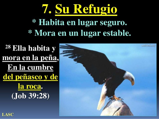 Como El Aguila Enseña A Volar A Sus Polluelos
