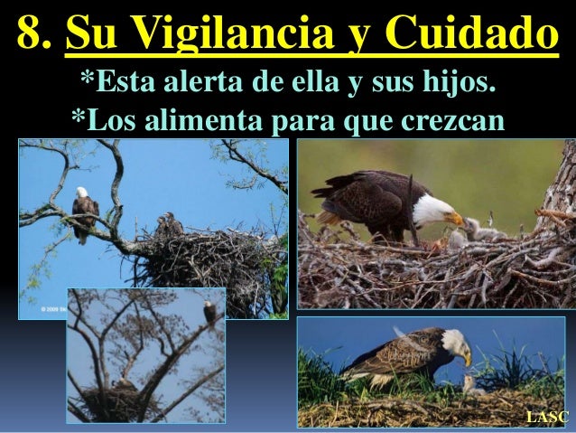 Como El Aguila Enseña A Volar A Sus Polluelos