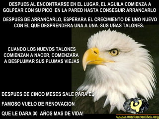DESPUES AL ENCONTRARSE EN EL LUGAR, EL AGUILA COMIENZA A GOLPEAR CON SU PICO  EN LA PARED HASTA CONSEGUIR ARRANCARLO DESPUES DE ARRANCARLO, ESPERARA EL CRECIMIENTO DE UNO NUEVO CON EL QUE DESPRENDERA UNA A UNA  SUS UÑAS TALONES.  CUANDO LOS NUEVOS TALONES COMIENZAN A NACER, COMENZARA  A DESPLUMAR SUS PLUMAS VIEJAS DESPUES DE CINCO MESES SALE PARA EL  FAMOSO VUELO DE RENOVACION  QUE LE DARA 30  AÑOS MAS DE VIDA!  