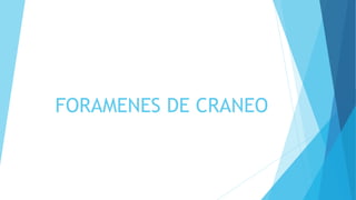 FORAMENES DE CRANEO
 