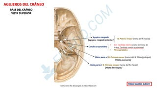 Formane Rasgado Agujeros del craneo practica facultad de odontologia | PDF