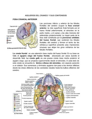 AGUJEROS DEL CRANEO Y SUS CONTENIDOS
FOSA CRANEAL ANTERIOR
Las porciones inferior y anterior de los lóbulos
frontales del cerebro ocupan la fosa craneal
anterior, la más superficial. Está formado por el
hueso frontal anteriormente, el etmoides en la
parte media, y el cuerpo y las alas menores del
esfenoides posteriormente. La mayor parte de la
fosa está constituida por la porciones orbitales
del hueso frontal, que sostienen los lóbulos
frontales del cerebro y forman el techo de las
orbitas.La superficie presenta unas impresiones
sinuosas que alojan los giros orbitarios de los
lóbulos frontales.
La cresta frontal es una extensión ósea media del hueso frontal. En su base se
halla el agujero ciego del hueso frontal, atravesado por vasos durante el
desarrollo fetal. La cresta galli, es una gruesa cresta ósea media posterior al
agujero ciego, que se proyecta superiormente desde el etmoides. A cada lado de
esta cresta se encuentra la lámina cribosa del etmoides, con aspecto parecido
a un colador. Sus numerosos y diminutos agujeros dan paso a los nervios olfativos
desde las áreas olfatorias de las cavidades nasales hasta los bulbos olfatorios del
cerebro.
 