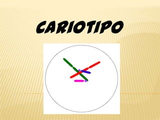 Cariotipo
 